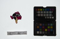 藏品(皮影戲偶頭-雜)的圖片