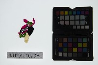 藏品(皮影戲偶頭-雜)的圖片