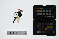 藏品(皮影戲偶頭-末)的圖片