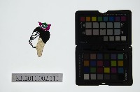 藏品(皮影戲偶頭-生)的圖片