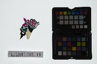 藏品(皮影戲偶頭-淨)的圖片