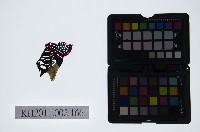 藏品(皮影戲偶頭-末)的圖片