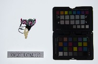 藏品(皮影戲偶頭-生)的圖片