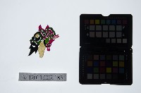 藏品(皮影戲偶頭-淨)的圖片