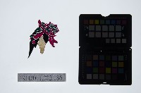 藏品(皮影戲偶頭-淨)的圖片