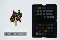 藏品(皮影戲偶頭-淨)的圖片