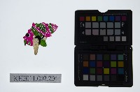 藏品(皮影戲偶頭-雜)的圖片