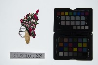 藏品(皮影戲偶頭-生)的圖片