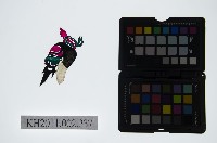 藏品(皮影戲偶頭-淨)的圖片