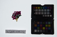 藏品(皮影戲偶頭-雜)的圖片