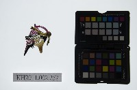 藏品(皮影戲偶頭-雜)的圖片