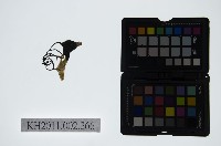 藏品(皮影戲偶頭-丑)的圖片