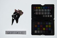 藏品(皮影戲偶頭-淨)的圖片