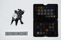 藏品(皮影戲偶頭-末)的圖片