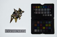 藏品(皮影戲偶頭-淨)的圖片