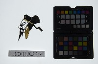 藏品(皮影戲偶頭-淨)的圖片