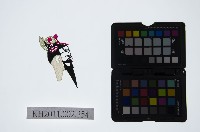 藏品(皮影戲偶頭-末)的圖片