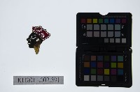 藏品(皮影戲偶頭-淨)的圖片