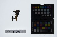 藏品(皮影戲偶頭-末)的圖片