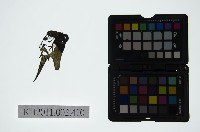 藏品(皮影戲偶頭-末)的圖片