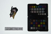 藏品(皮影戲偶頭-淨)的圖片