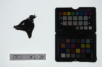 藏品(皮影戲偶頭-雜)的圖片