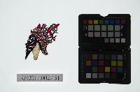 藏品(皮影戲偶頭-淨)的圖片