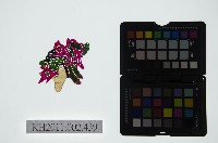 藏品(皮影戲偶頭-淨)的圖片