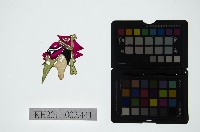 藏品(皮影戲偶頭-雜)的圖片