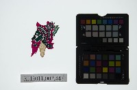 藏品(皮影戲偶頭-淨)的圖片