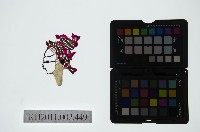 藏品(皮影戲偶頭-生)的圖片