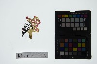 藏品(皮影戲偶頭-淨)的圖片