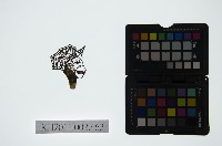 藏品(皮影戲偶頭-丑)的圖片