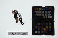 藏品(皮影戲偶頭-淨)的圖片