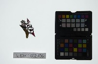 藏品(皮影戲偶頭-雜)的圖片