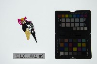 藏品(皮影戲偶頭-末)的圖片