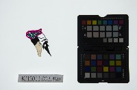 藏品(皮影戲偶頭-末)的圖片