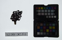 藏品(皮影戲偶頭-淨)的圖片