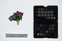 藏品(皮影戲偶頭-雜)的圖片