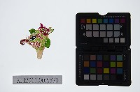 藏品(皮影戲偶頭-雜)的圖片