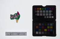 藏品(皮影戲偶頭-雜)的圖片