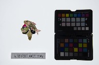 藏品(皮影戲偶頭-雜)的圖片