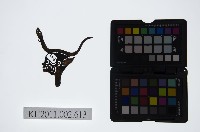 藏品(皮影戲偶頭-雜)的圖片