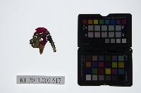 藏品(皮影戲偶頭-雜)的圖片