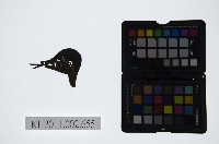 藏品(皮影戲偶頭-雜)的圖片