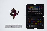 藏品(皮影戲偶頭-雜)的圖片