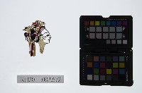 藏品(皮影戲偶頭-旦)的圖片