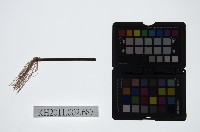 藏品(皮影戲道具-拂塵)的圖片