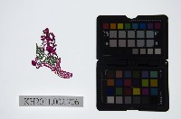 藏品(皮影戲戲服-戲帽)的圖片