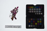 藏品(皮影戲偶頭-生)的圖片